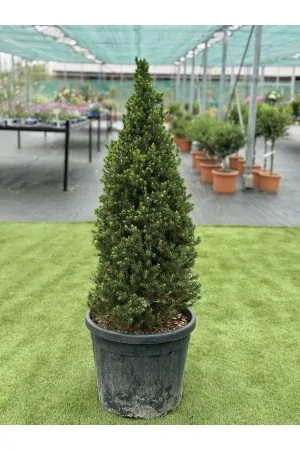 Picea Albertiana Conica 2