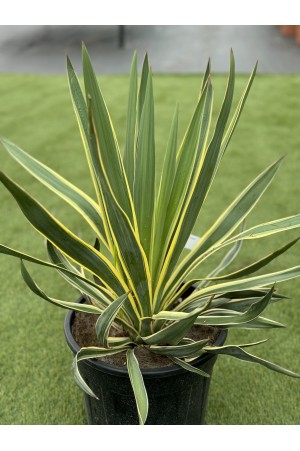 Yucca Gloriosa Variegata