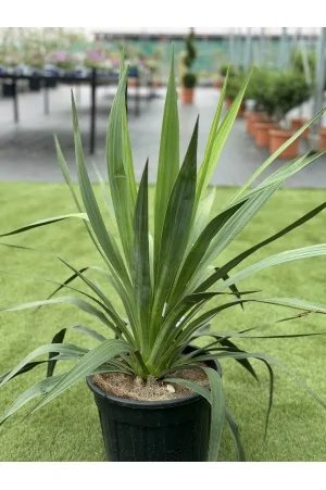 Yucca Gloriosa