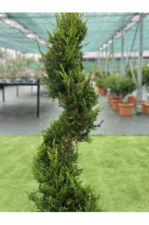 Cupressocyparis L.Aurea...