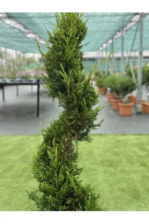 Cupressocyparis L.Aurea...