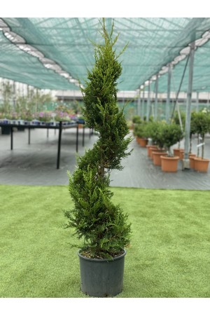 Cupressocyparis L.Aurea... 2