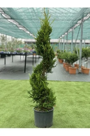 Cupressocyparis L.Aurea... 2