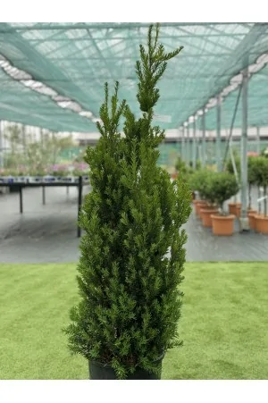 Taxus Media Hillii 2