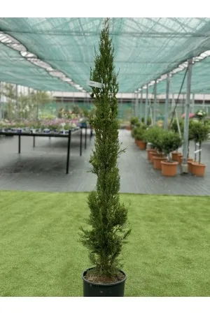 CUPRESSUS SEMPERVIRENS