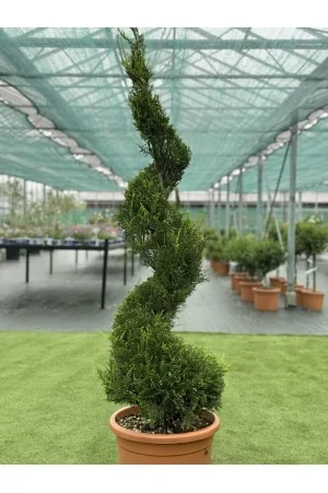 Cupressocyparis leylandii...