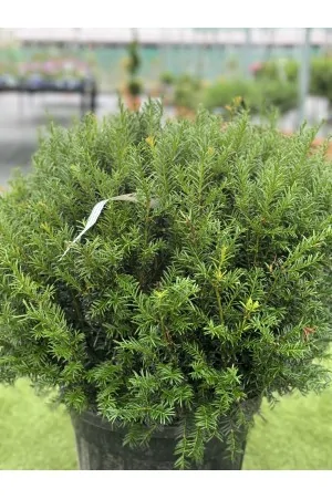 TAXUS BACCATA BALL