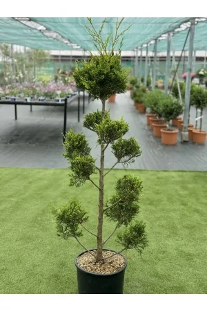 Cupressocyparis leylandii... 2