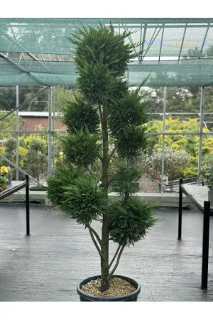 Cupressocyparis leylandii... 2