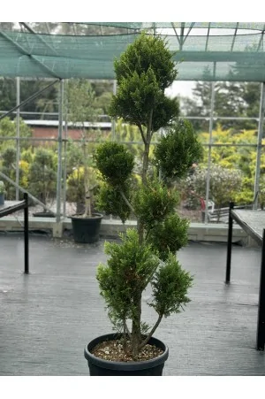 Cupressocyparis leylandii... 2