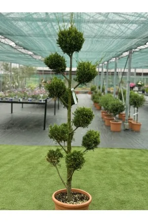 Cupressocyparis leylandii... 2