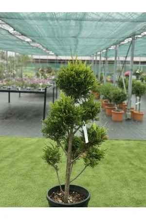 Cupressocyparis leylandii... 2