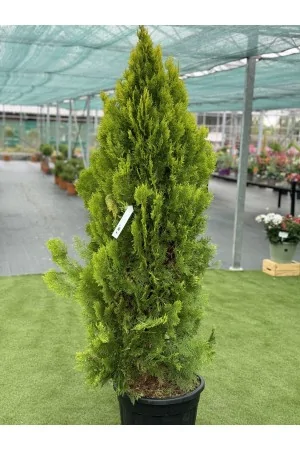 Thuja Orientalis Aur