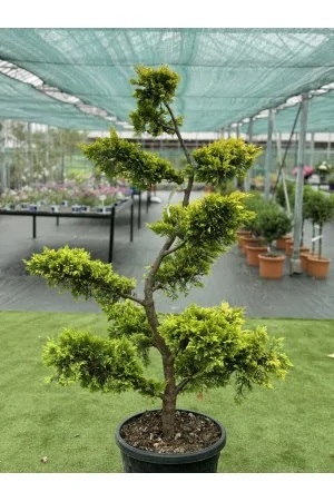 Cupressocyparis Goldrider... 2