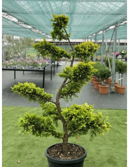 Cupressocyparis Goldrider BONSAI
