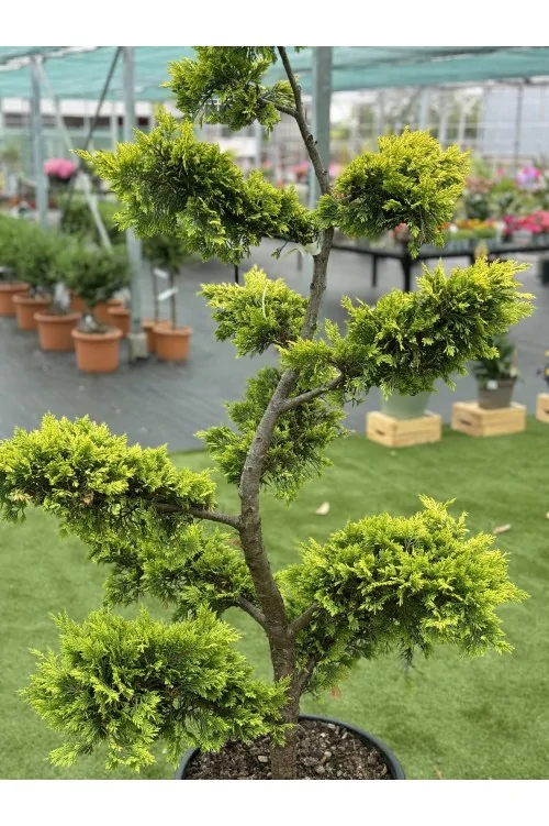Cupressocyparis Goldrider BONSAI