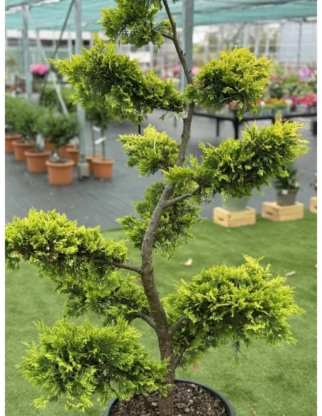 Cupressocyparis Goldrider BONSAI