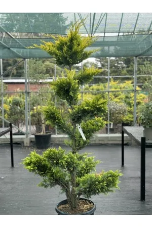 Cupressocyparis Goldrider...