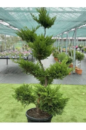 Cupressocyparis leylandii... 2