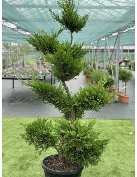 Cupressocyparis leylandii Bonsai