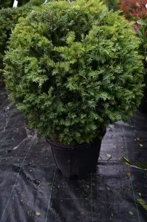TAXUS BACCATA BALL 2
