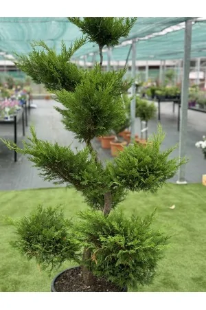 Cupressocyparis leylandii...