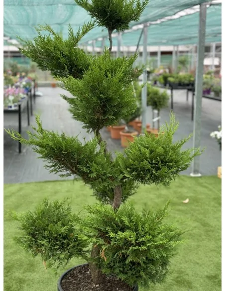Cupressocyparis leylandii Bonsai