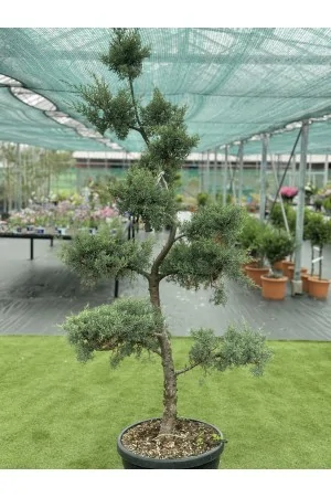 Cupressus Arizonica BONSAI