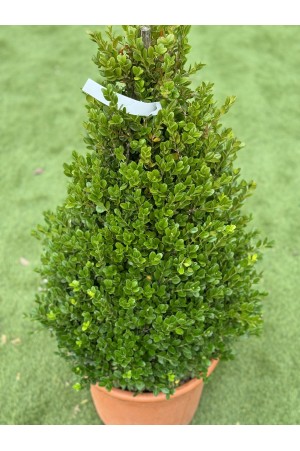 BUXUS MICROPHYLLA FAULKNER... 2