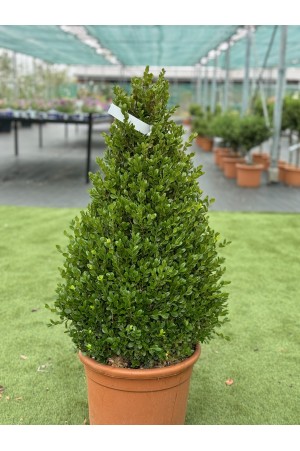 BUXUS MICROPHYLLA FAULKNER...