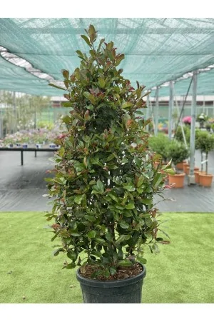 Photinia Fraseri Red Robin...