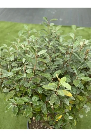 Elaeagnus Ebbingei fungo 2