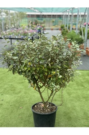 Elaeagnus Ebbingei fungo