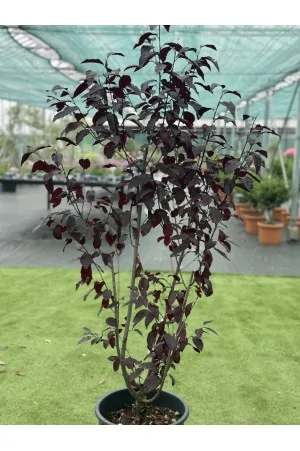 PRUNUS PISARDII NIGRA 2