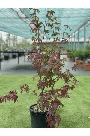 Acer Campestre Verde