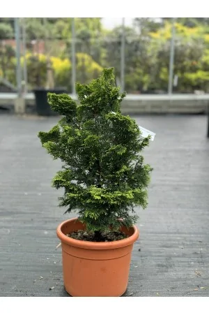 Thuja orien. Compacta Aurea...