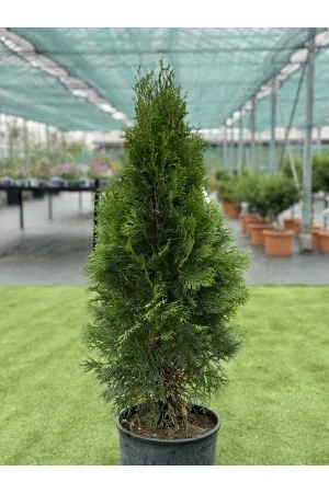 Thuja Occidentalis Smaragd