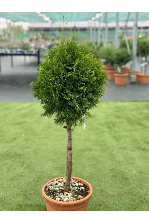 Thuja Occidentalis Smaragd...