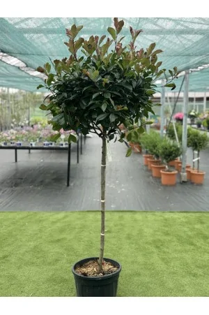 PHOTINIA FRASERI RED ROBIN... 2