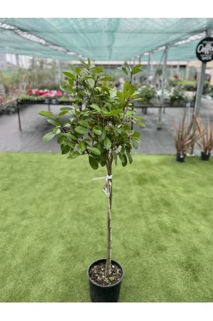 PHOTINIA FRASERI RED ROBIN... 2