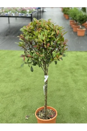 PHOTINIA-FRASERI-COMPACTA