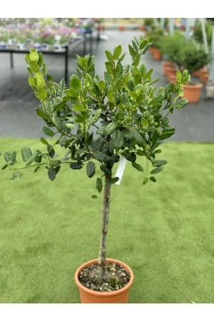 ILEX AQUIFOLIUM NELLIE...