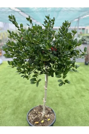 ILEX AQUIFOLIUM NELLIE... 2