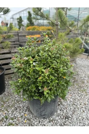 VIBURNUM TINUS PALLA