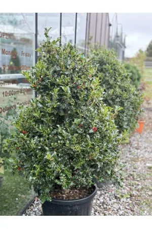 Ilex Aquifolium Cono