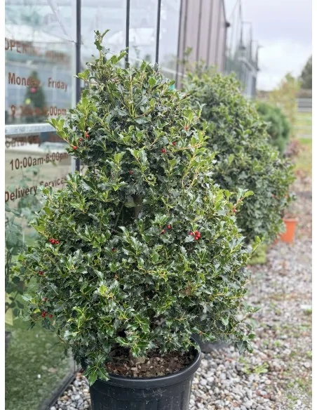 Ilex Aquifolium Cono