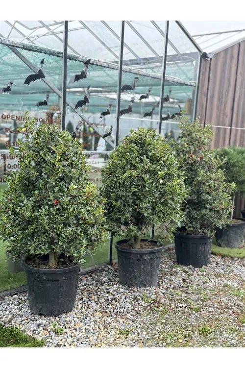 Ilex Aquifolium Cono
