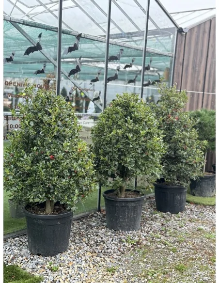 Ilex Aquifolium Cono