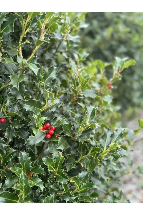 Ilex Aquifolium Cono