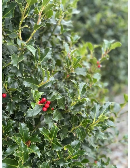 Ilex Aquifolium Cono